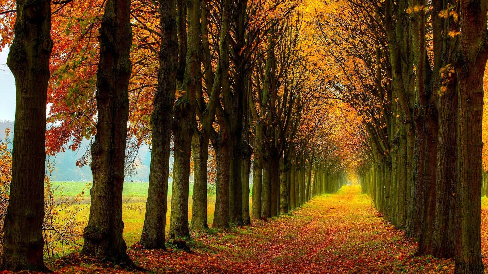 Path In The Midst Of Autumn Trees Background