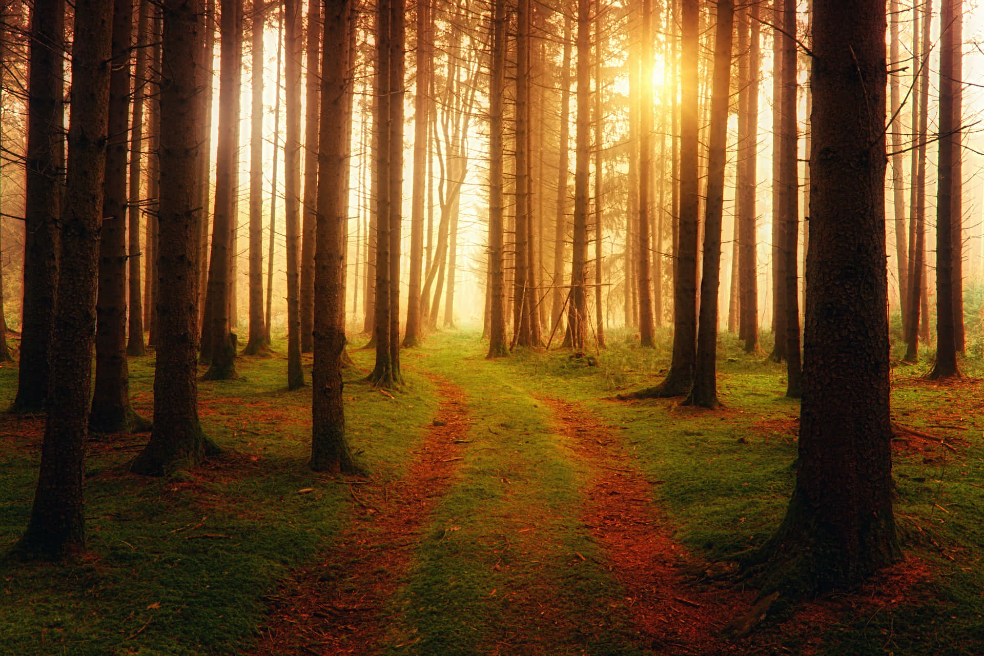 Path In The Woods Background