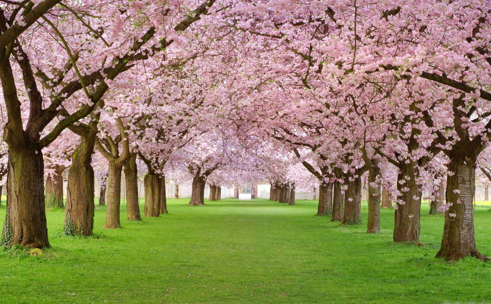 Path Lined With Pink Trees Background