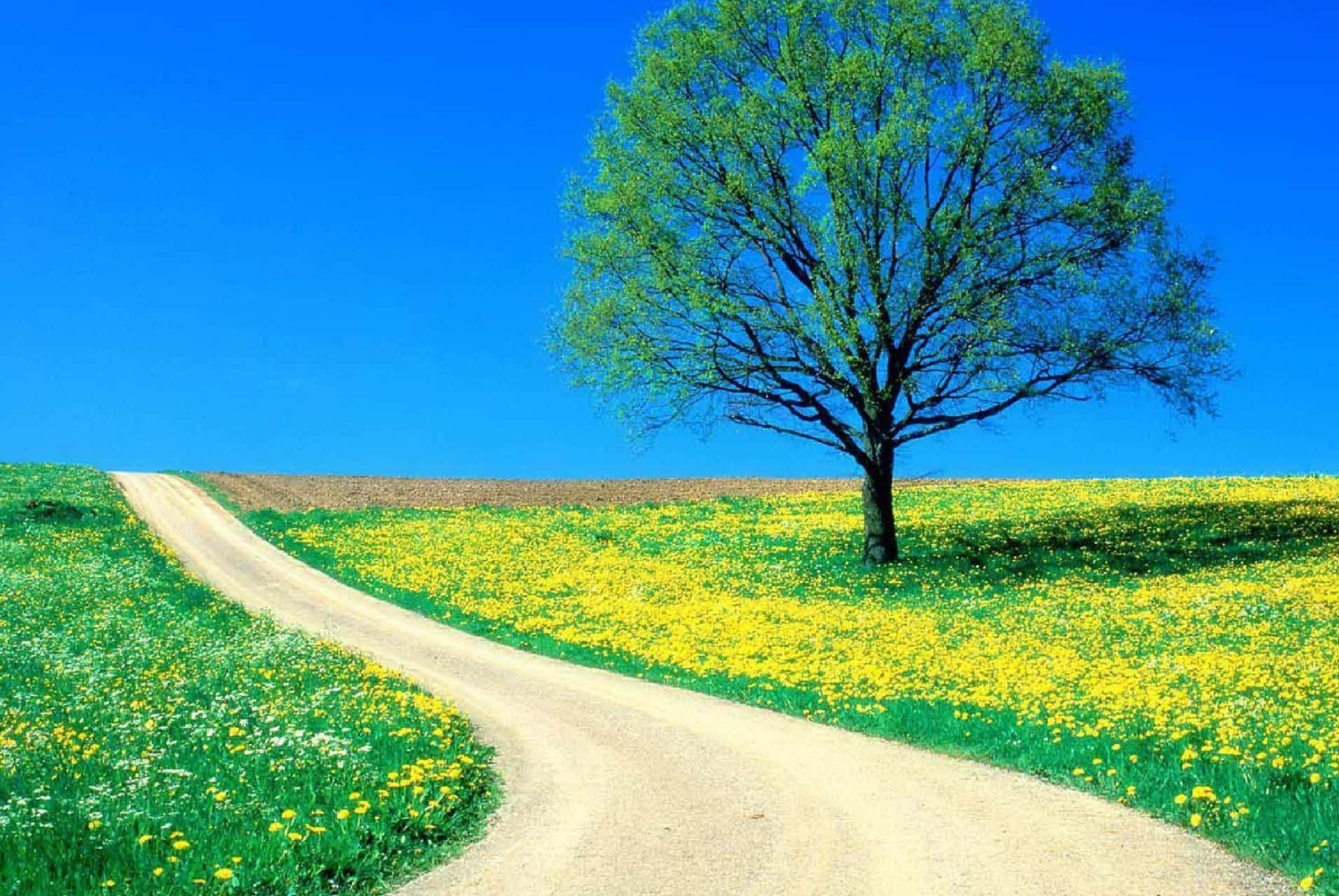 Path On A Prairie With A Lone Tree Background