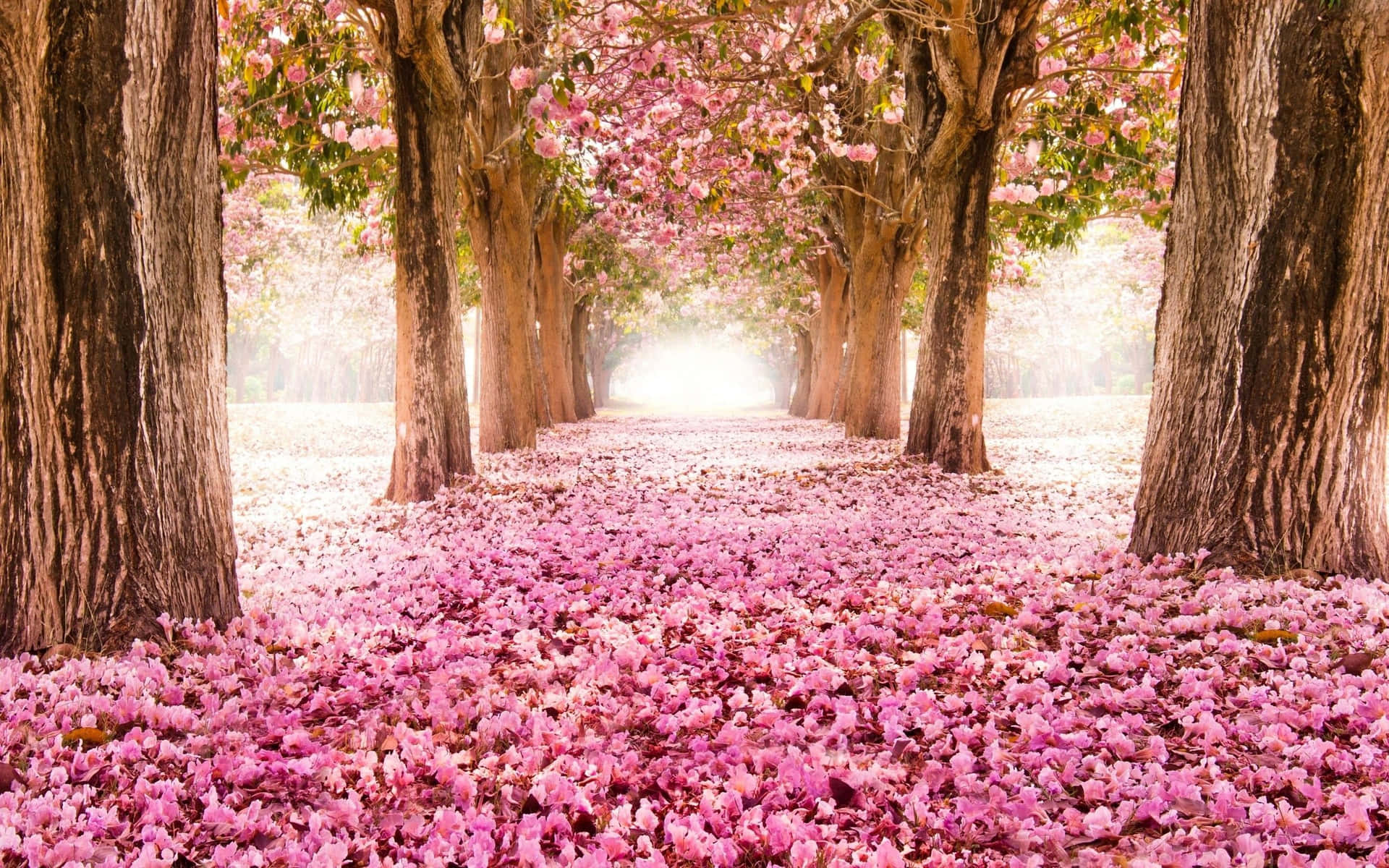 Path Surrounded By Pink Trees Background