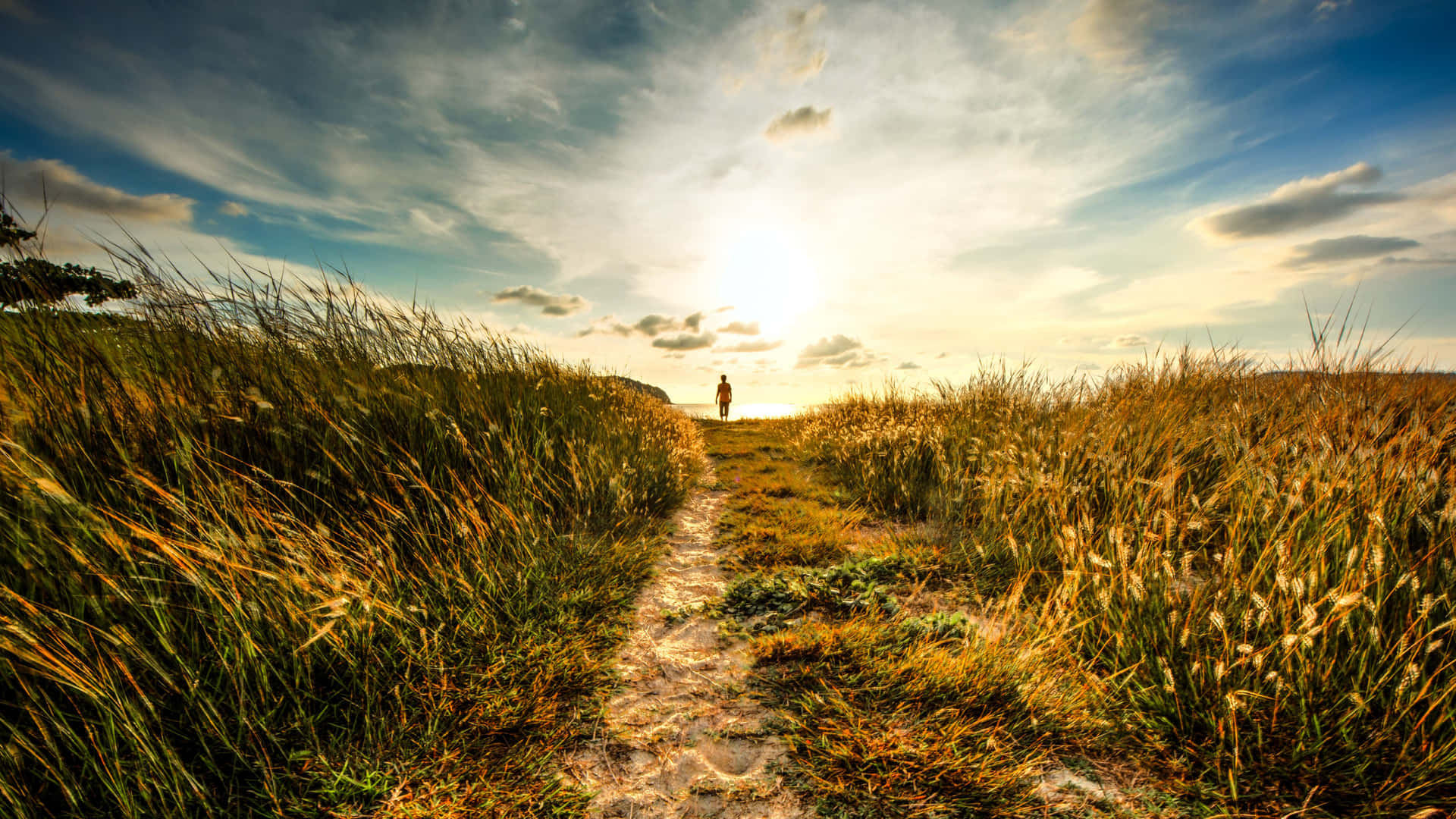 Path Through The Field Background