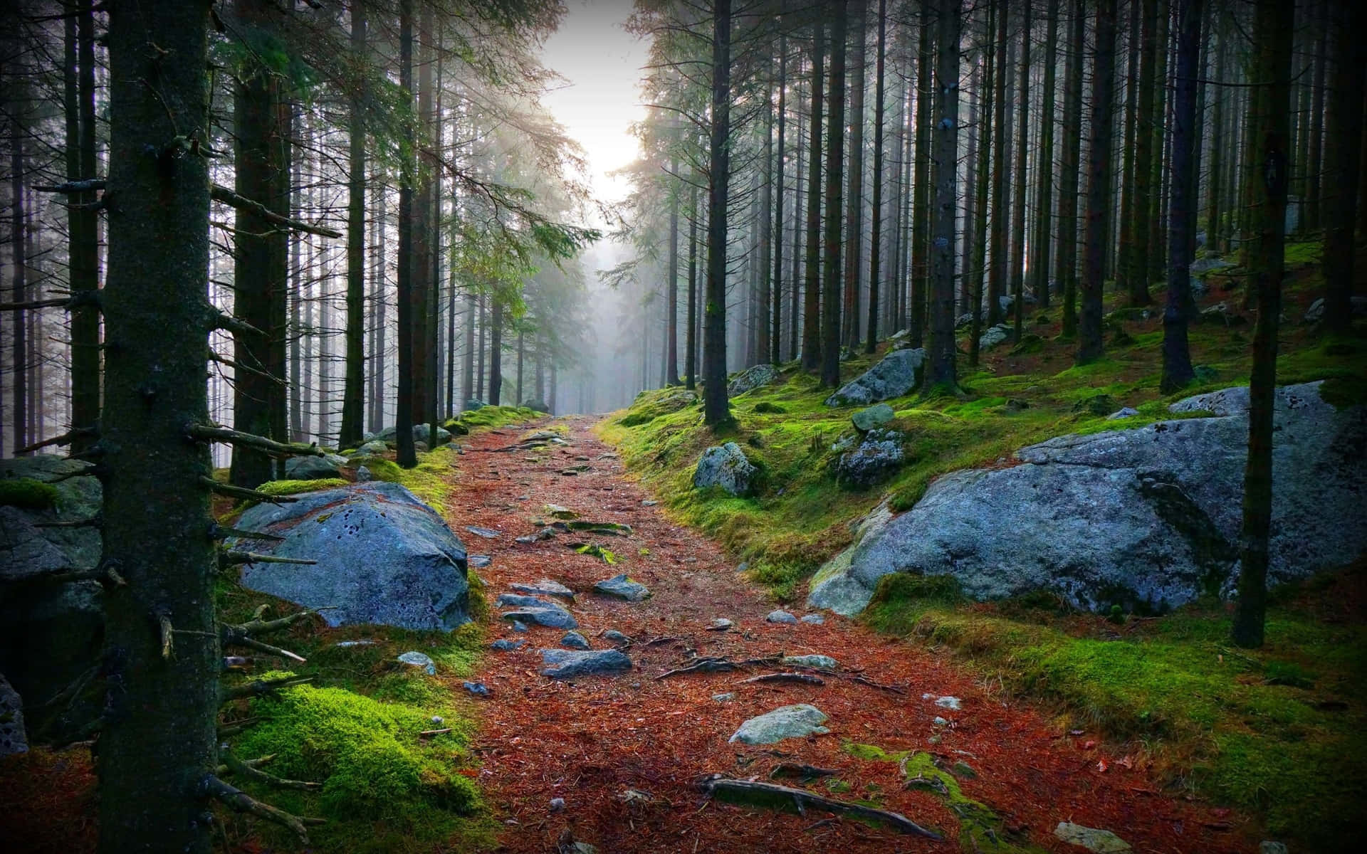 Path Through The Rocky Forest Background