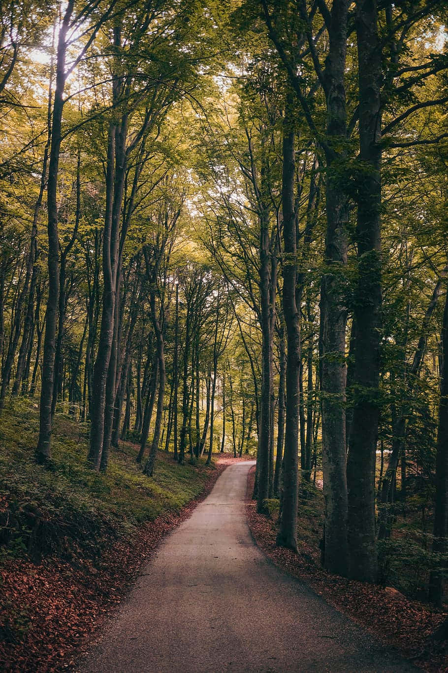 Path Through The Woods Background