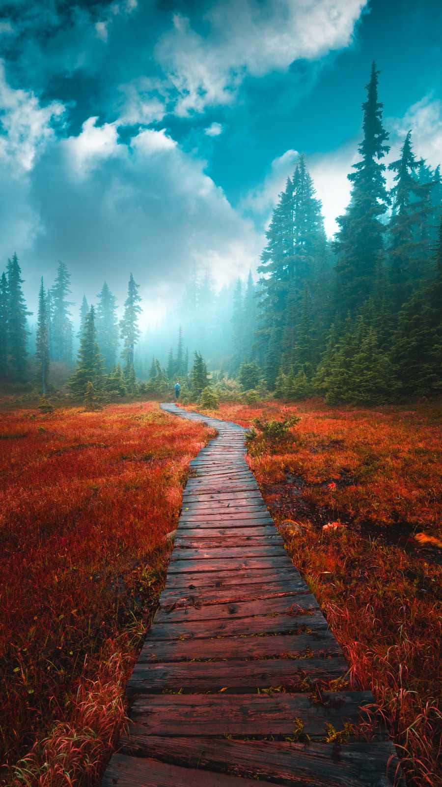 Path To The Foggy Forest Background