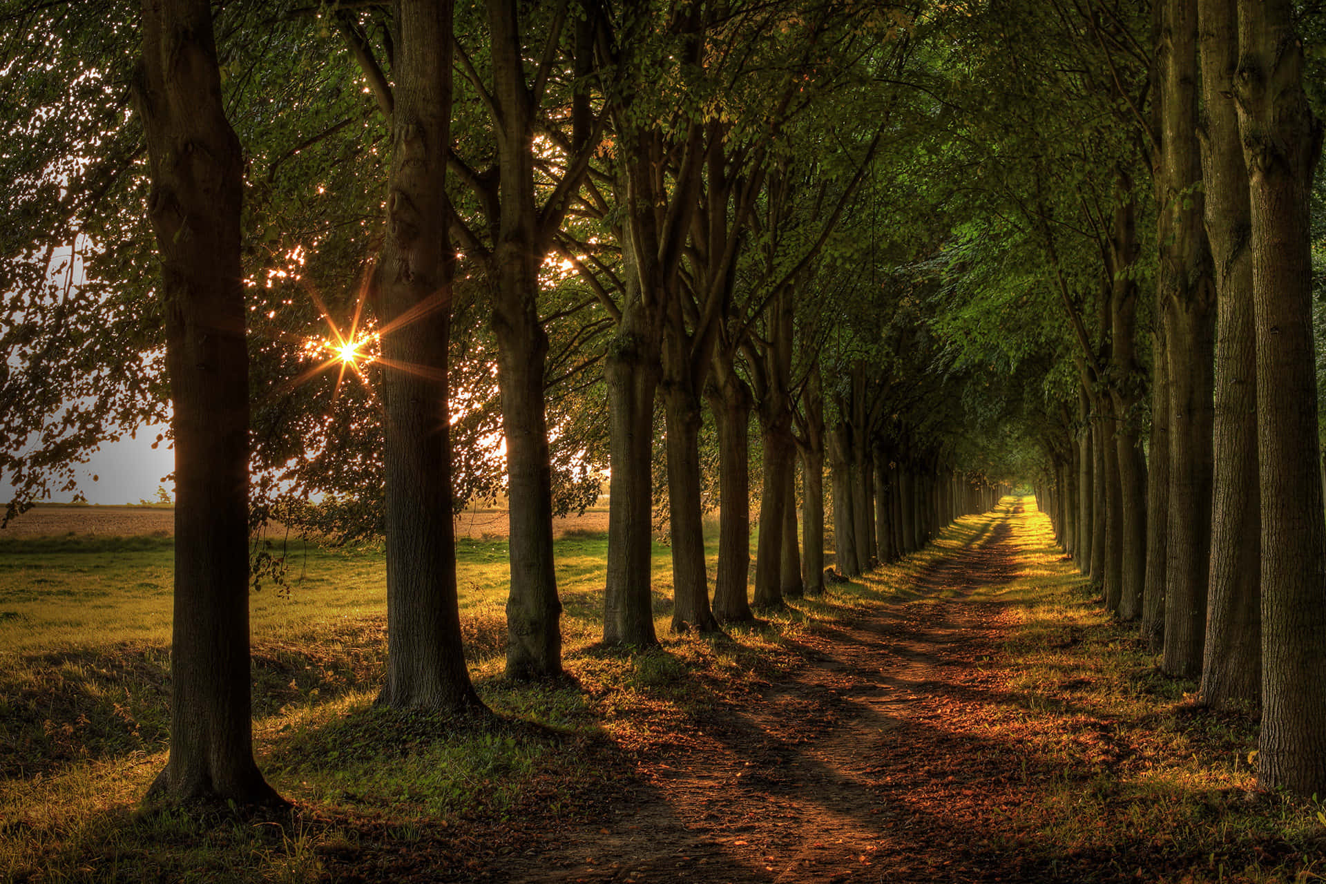 Path Under Trees On Sunrise Background