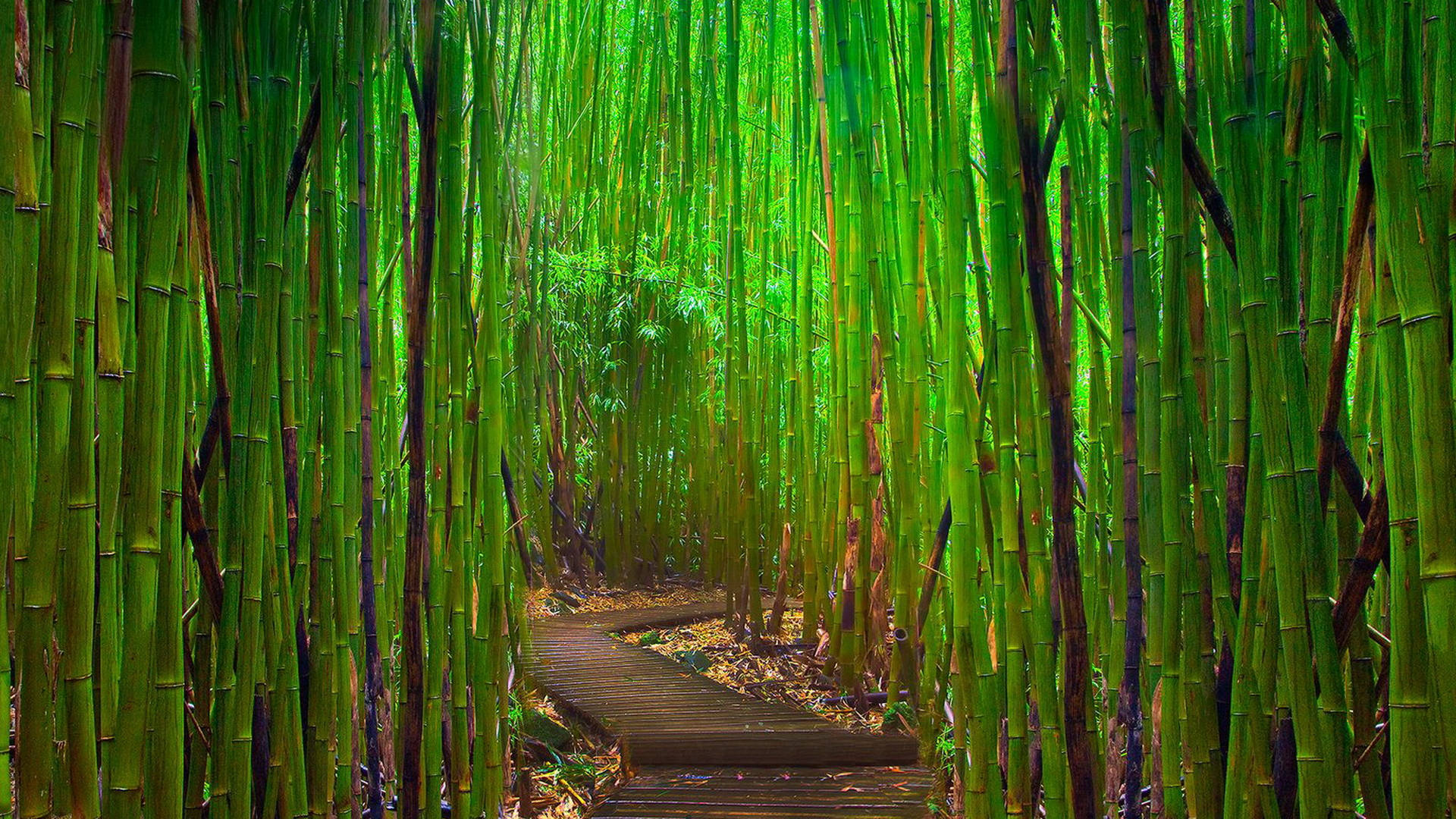 Path With Bamboo Plants Background