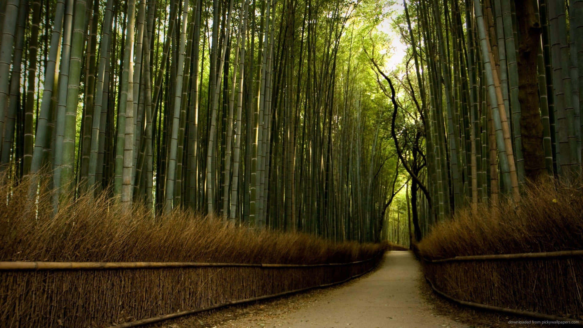 Path With Thick Bamboo Trees Background