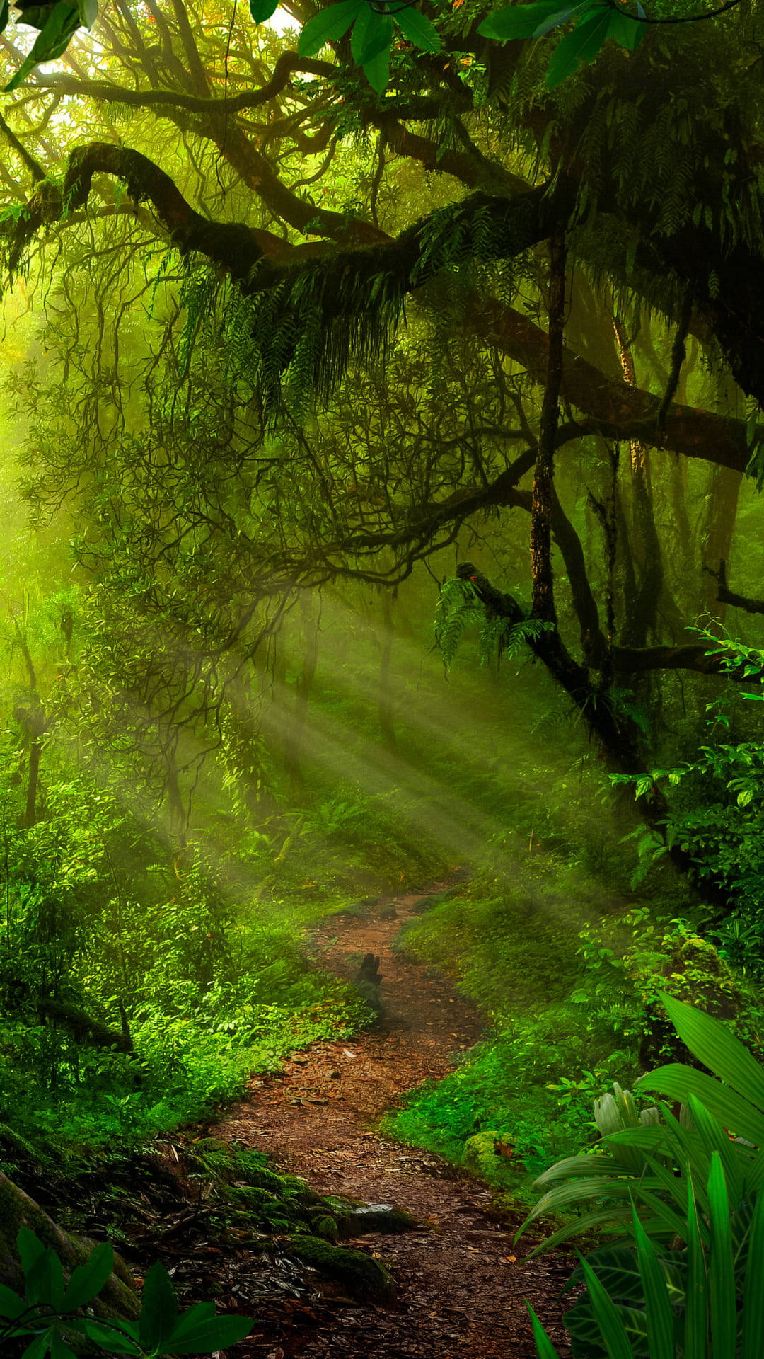 Pathway Amidst Jungle Iphone Background