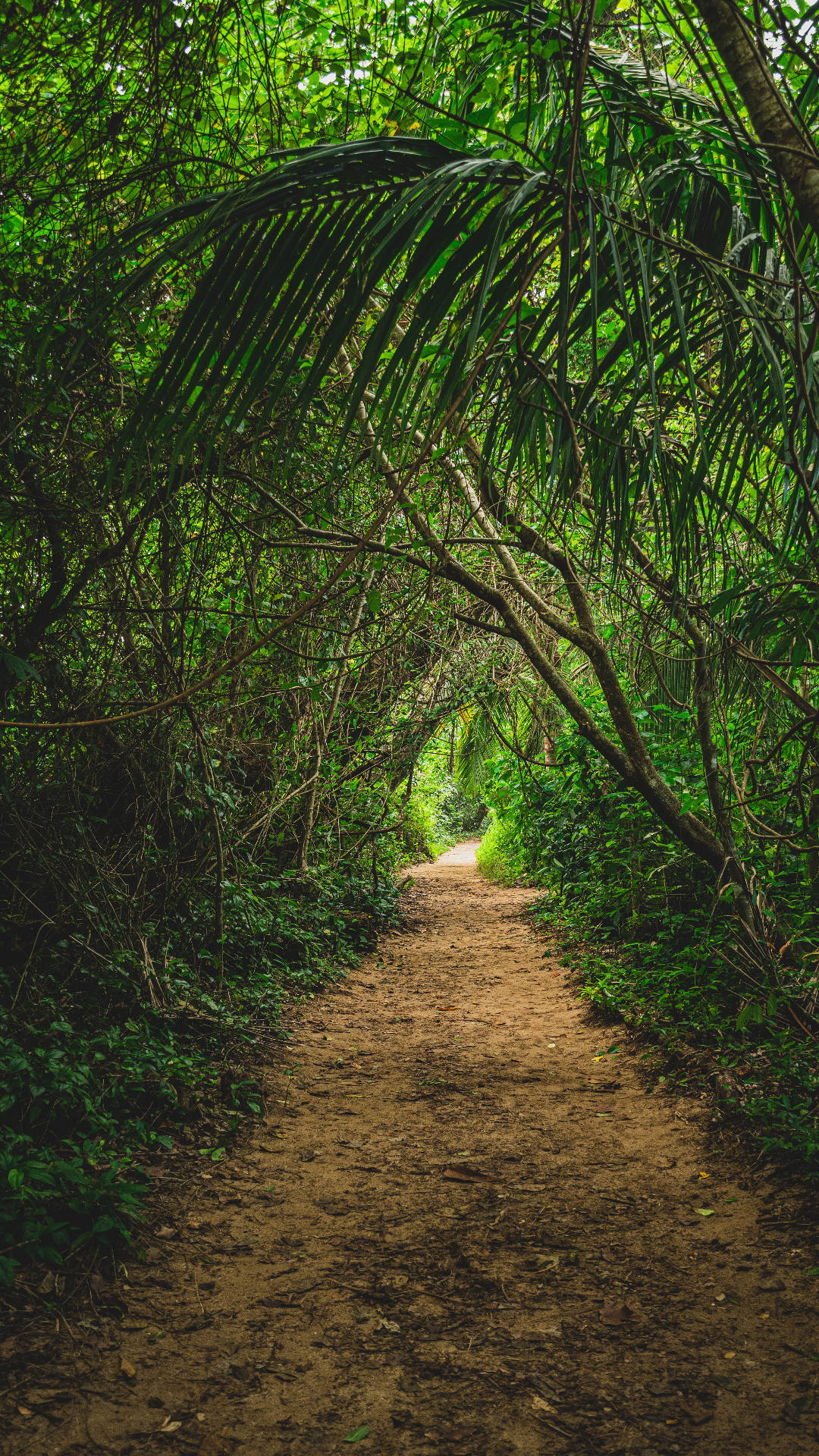 Pathway Jungle Iphone Background