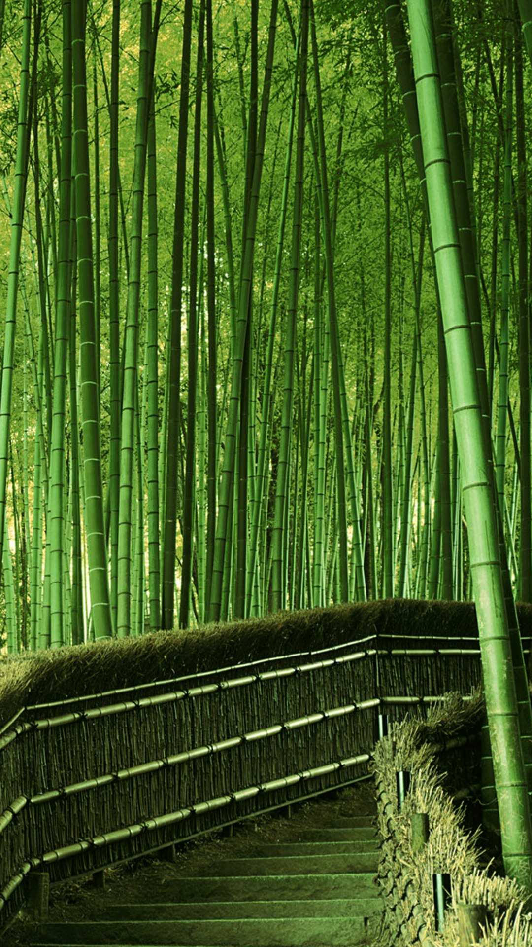 Pathway Leading To Bamboo Forest Iphone Background