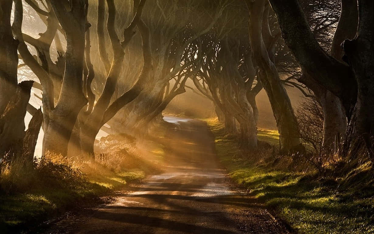 Pathway Of Trees Ireland Desktop Background