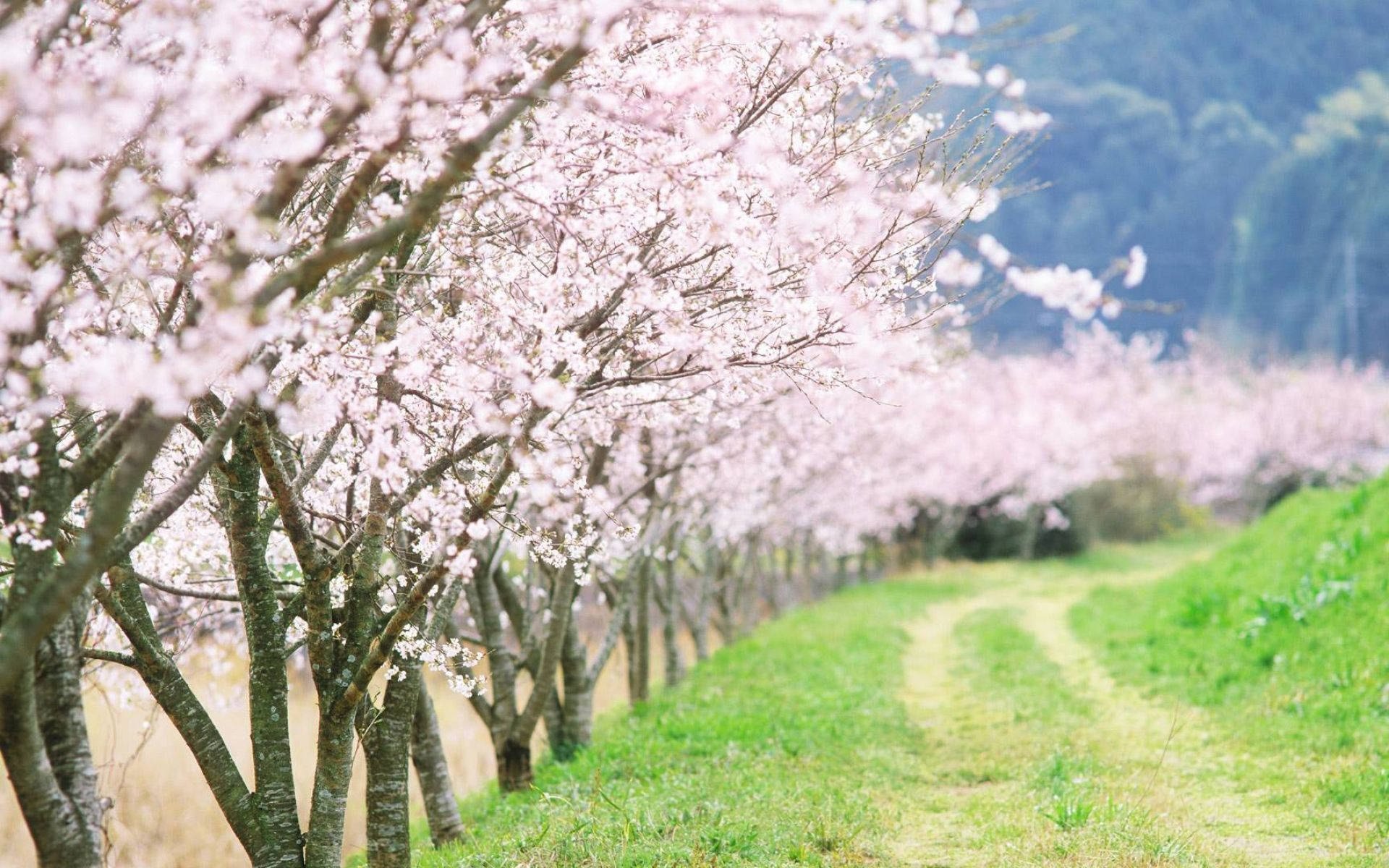 Pathway Pink Bunga