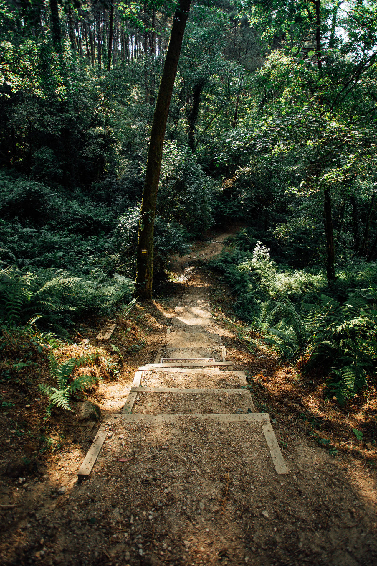 Pathway To Forest Greenery Background
