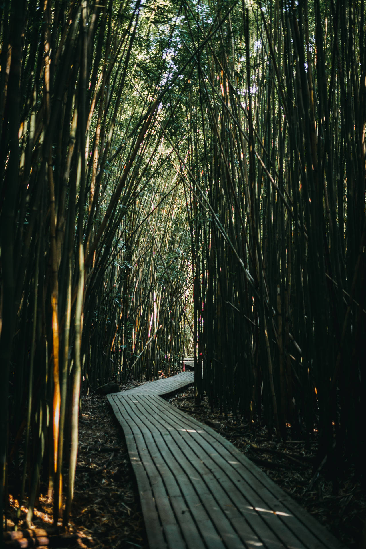 Pathway With Bamboos Background