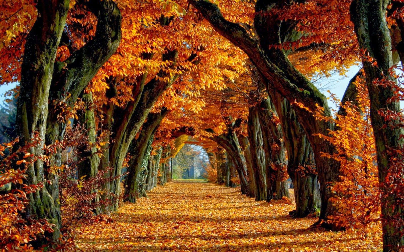 Pathway With Fallen Leaves Fall Autumn Desktop Background