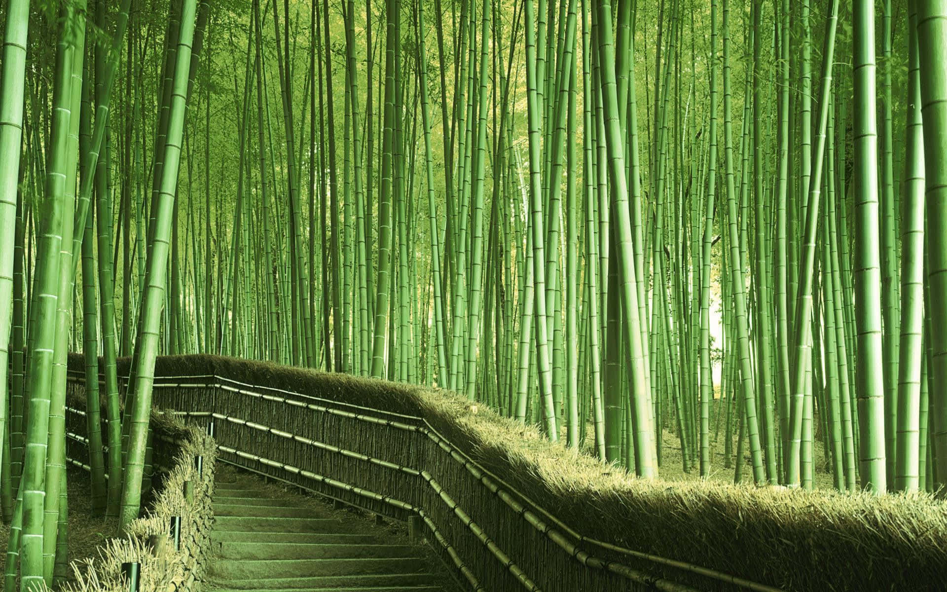 Pathway With Hay Surrounded By Bamboo Desktop