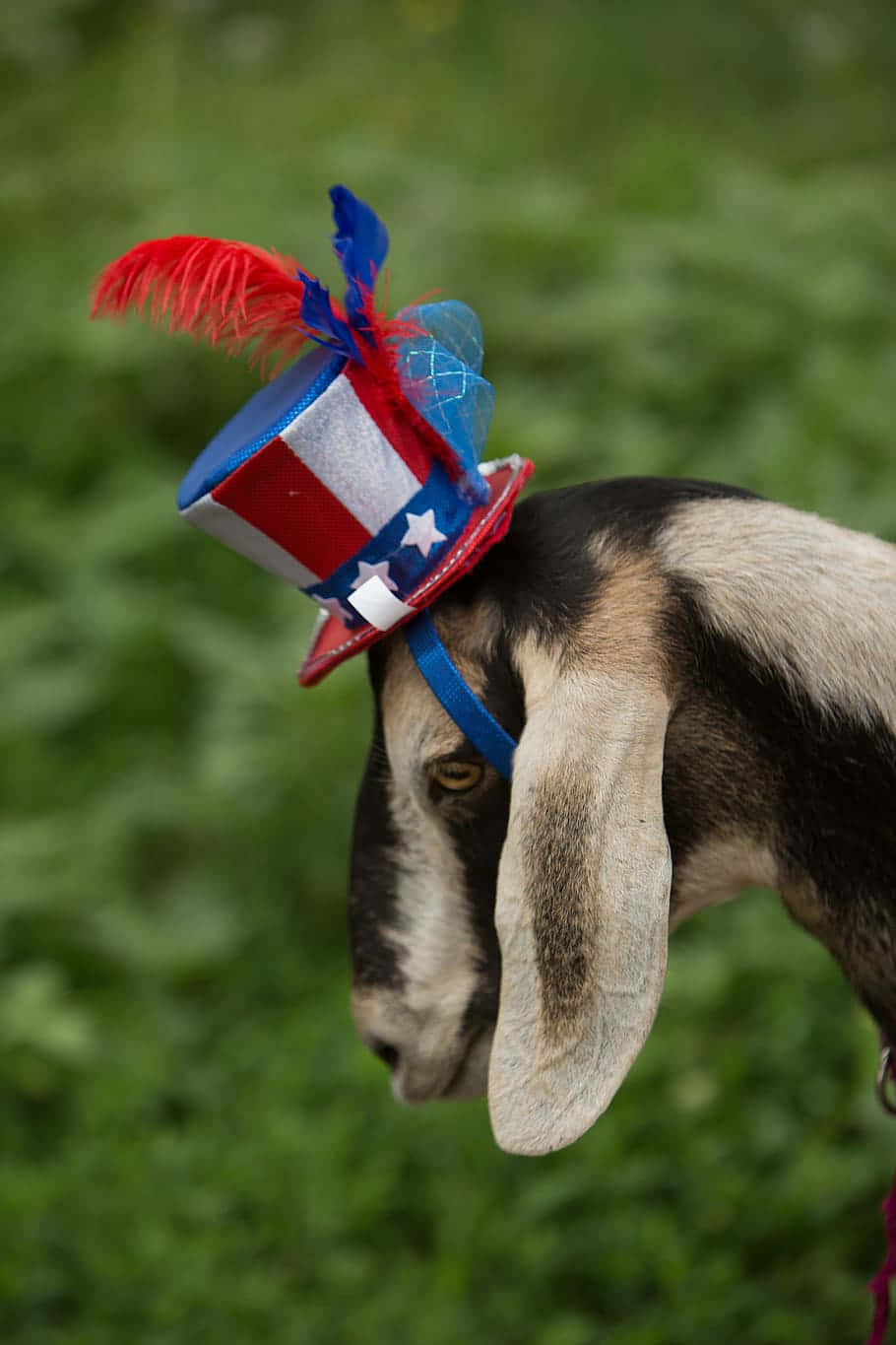 Patriotic Goatwith Hat Background