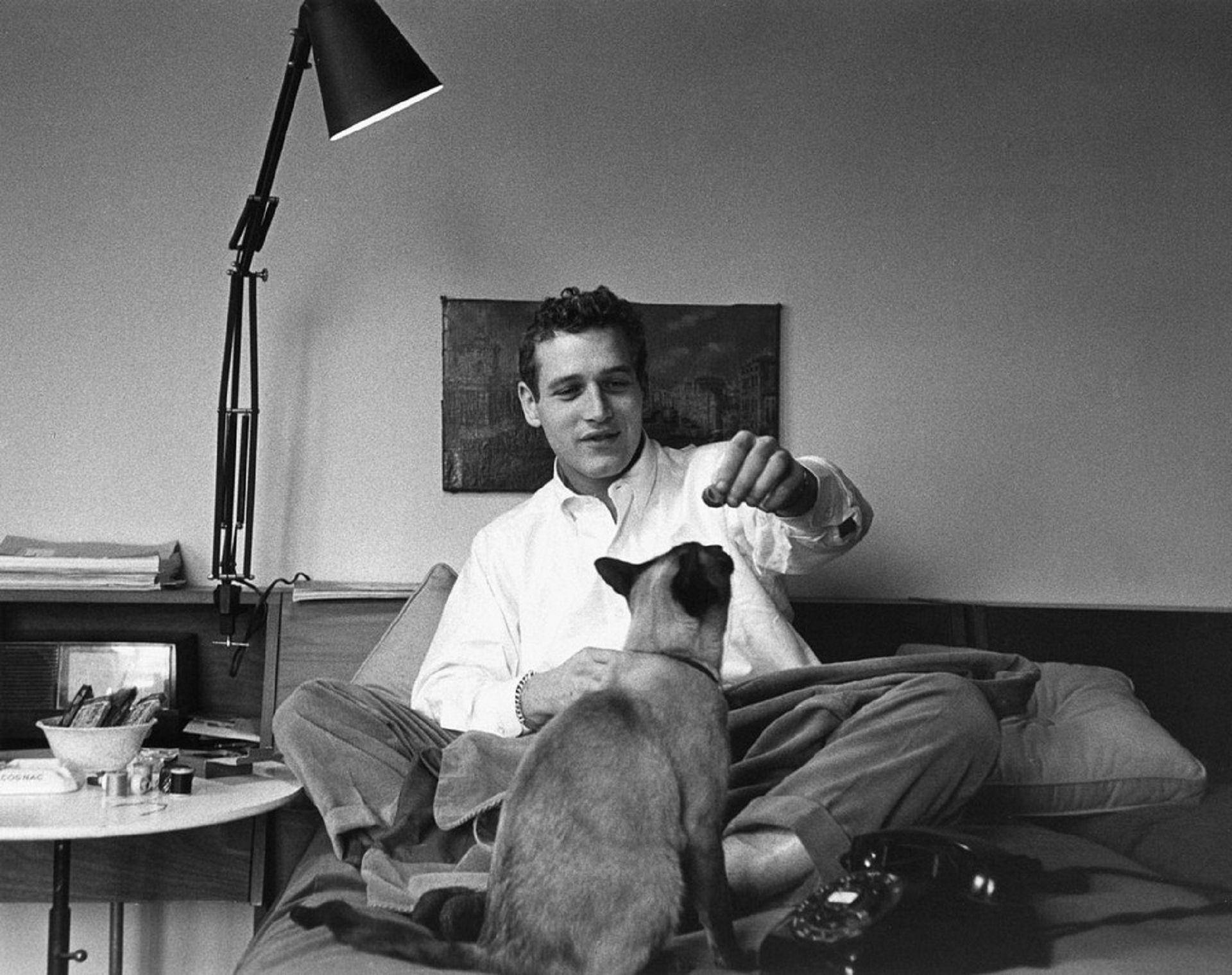 Paul Newman With A Cat Background