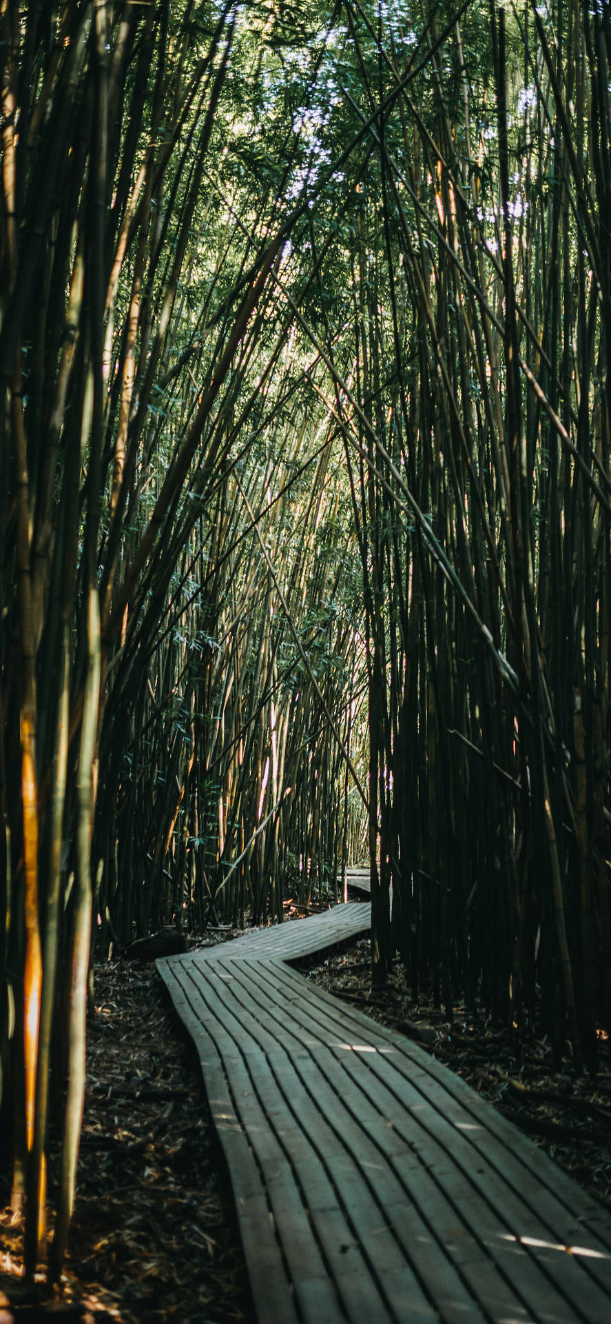Paved Bamboo Pathway Iphone