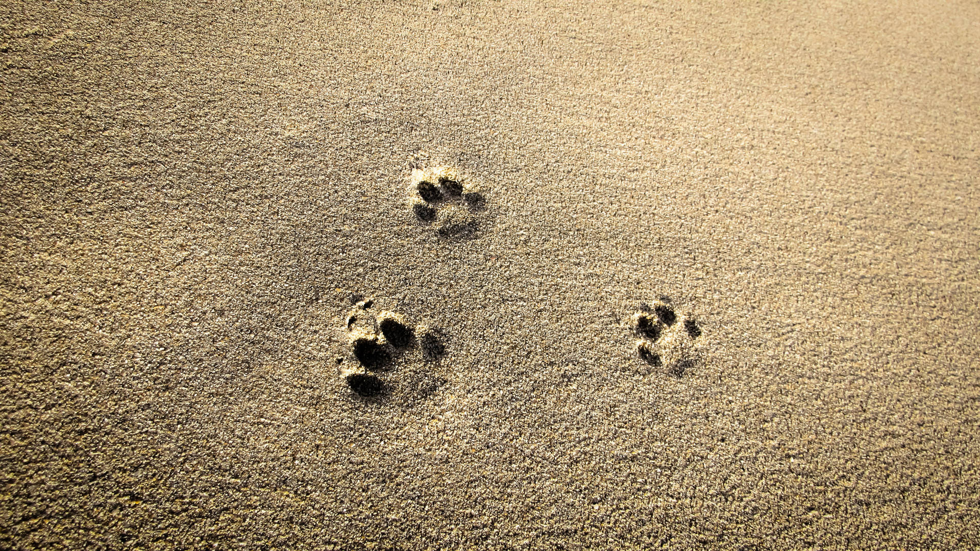Paw Prints Marking Path On A Sandy Shore Background
