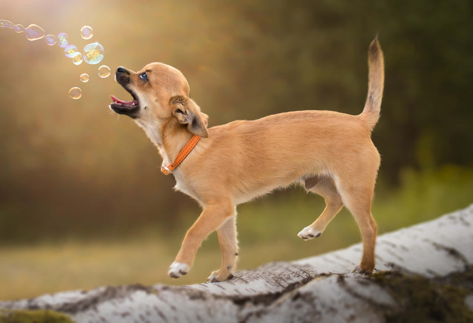 Pawn Coated Chihuahua Dog Playing With Bubbles Background