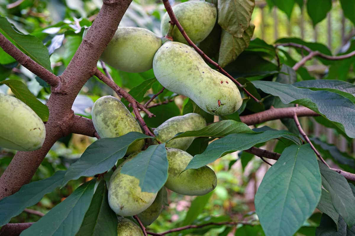 Pawpaw Fruit Branch