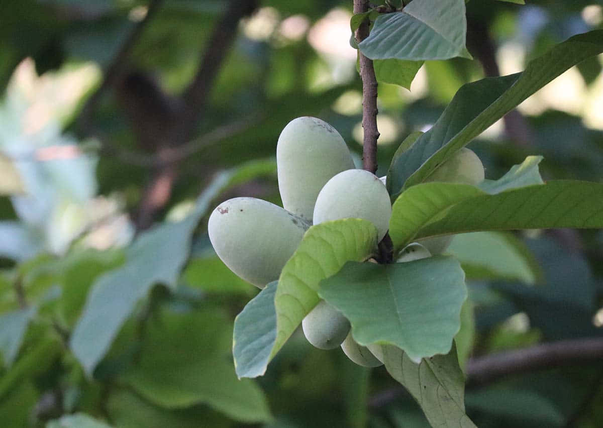 Pawpaw Fruit Branch Background