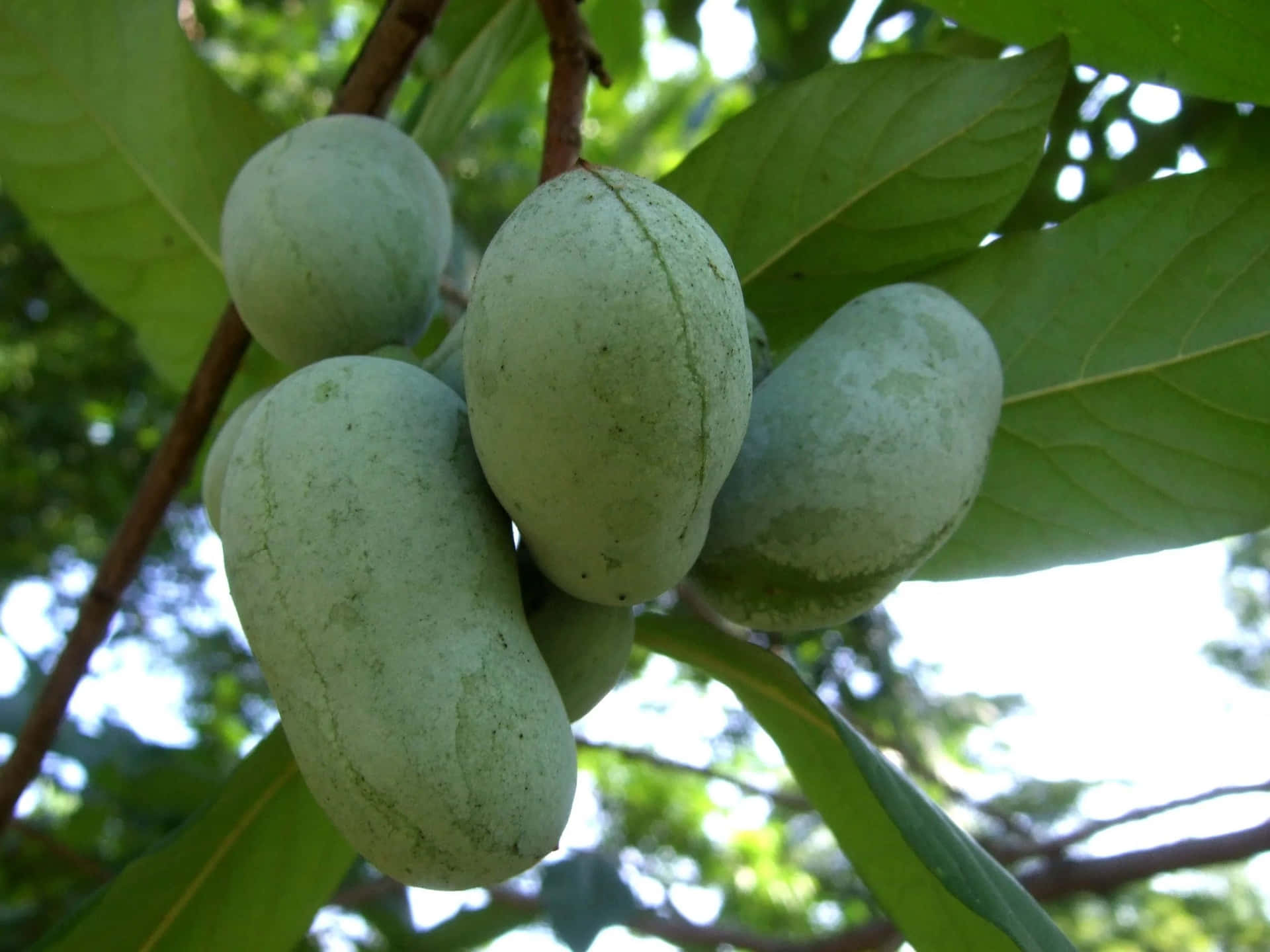 Pawpaw Fruit Clusteron Tree.jpg Background