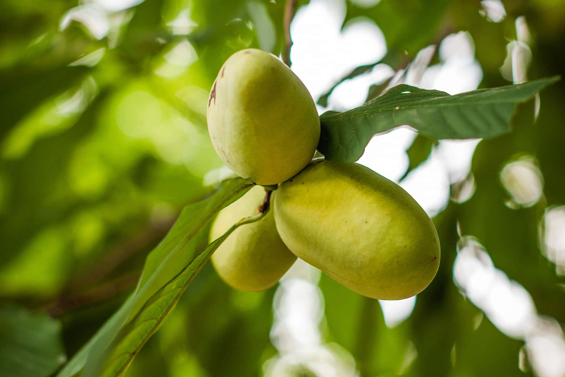 Pawpaw Fruit Clusteron Tree Background