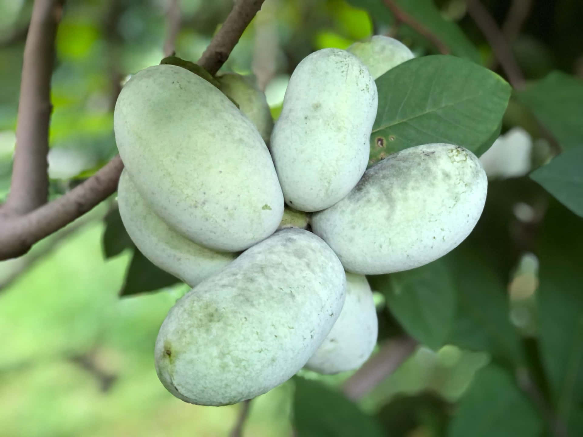 Pawpaw Fruit Clusteron Tree Background