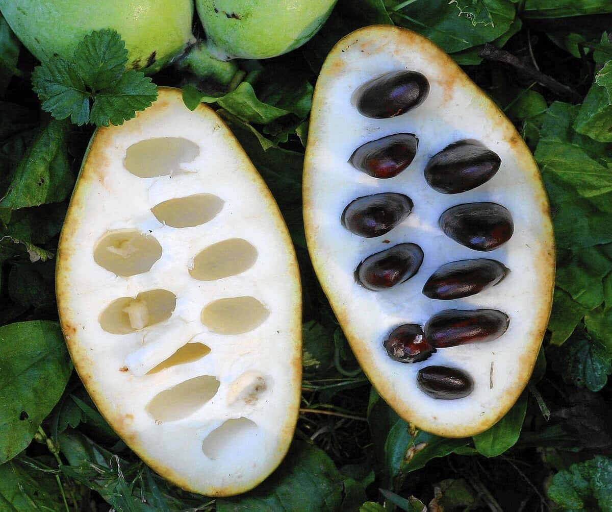 Pawpaw Fruit Halveson Ground.jpg