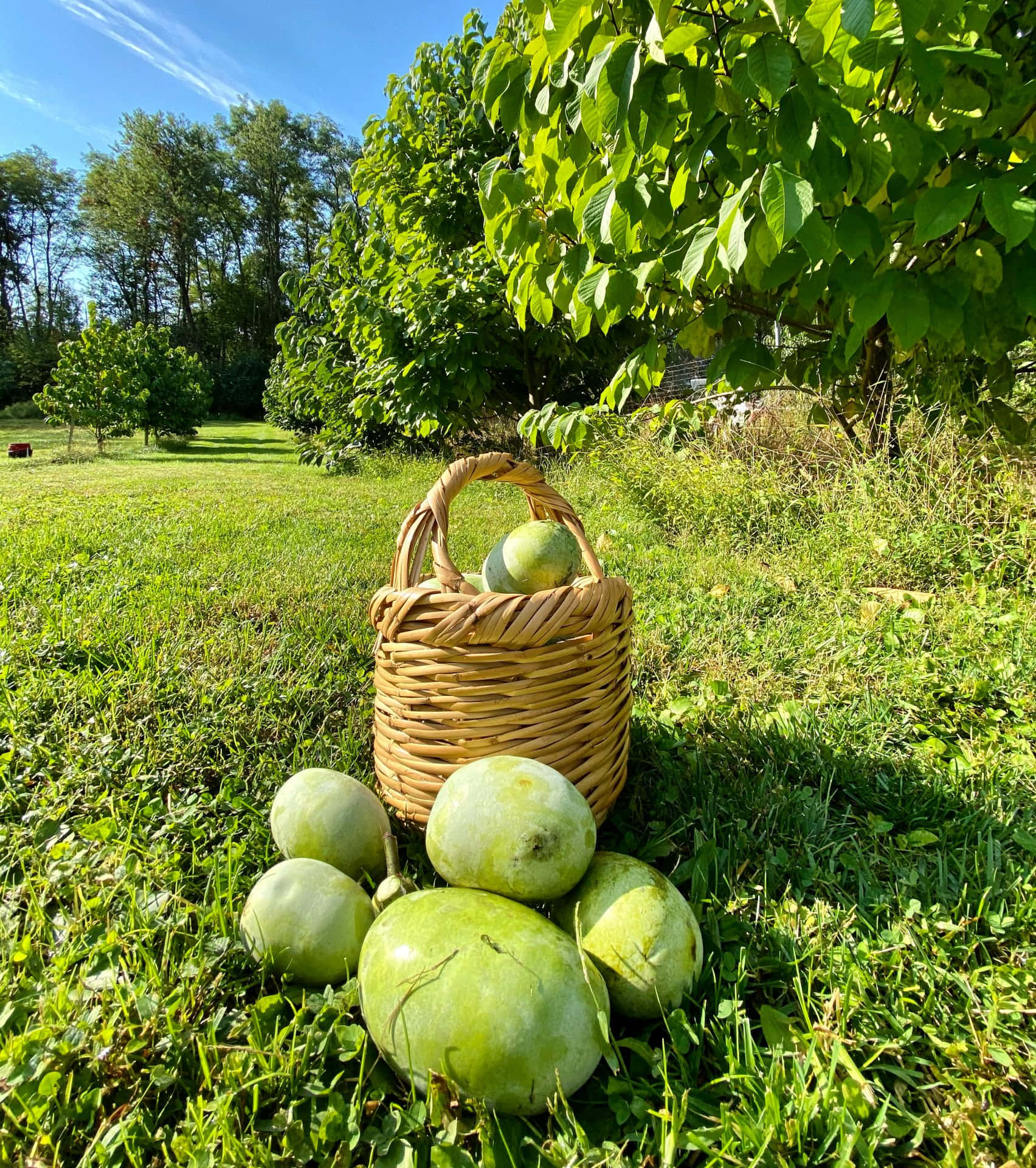 Pawpaw Fruit Harvest Sunny Orchard