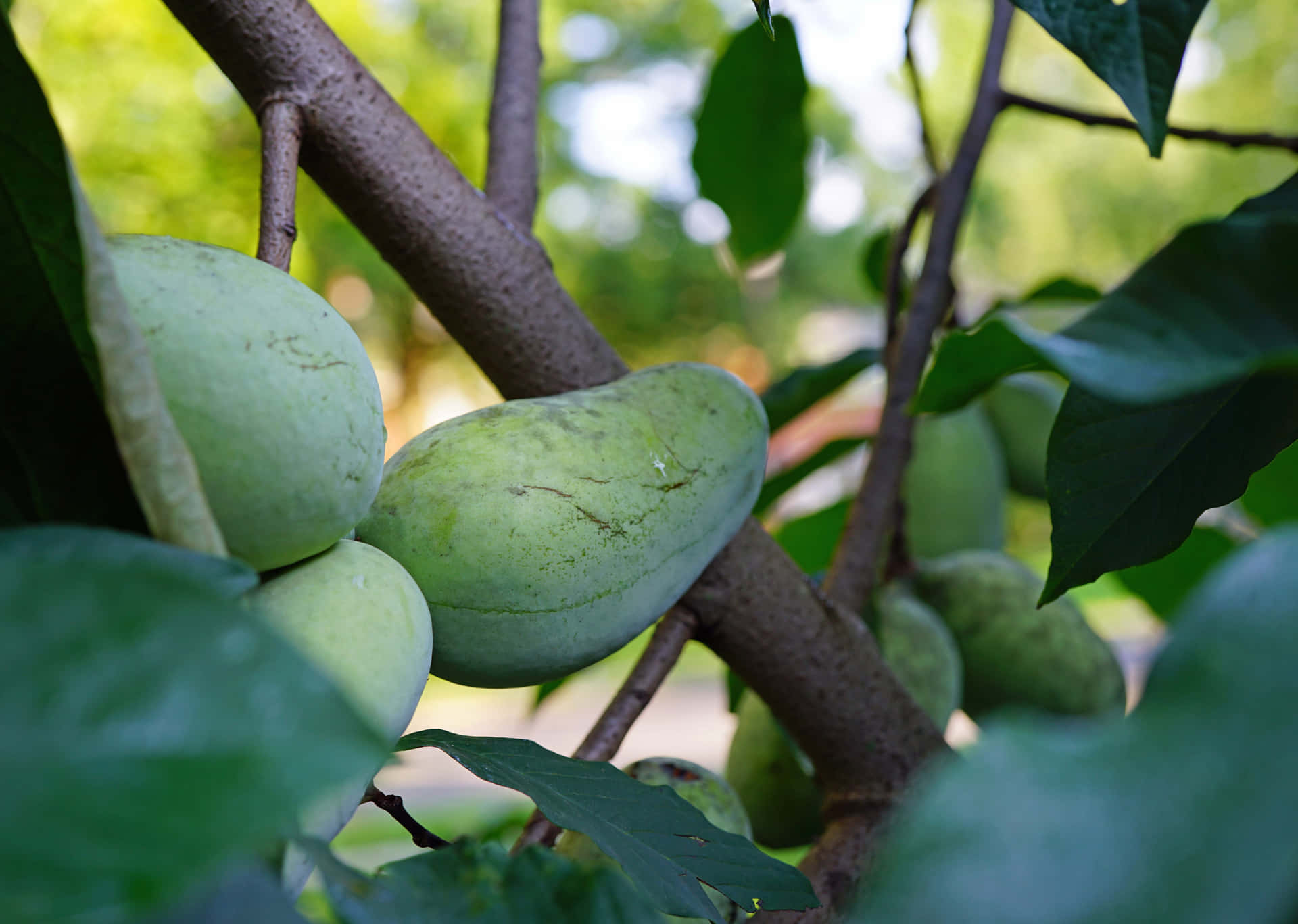 Pawpaw Fruit On Tree