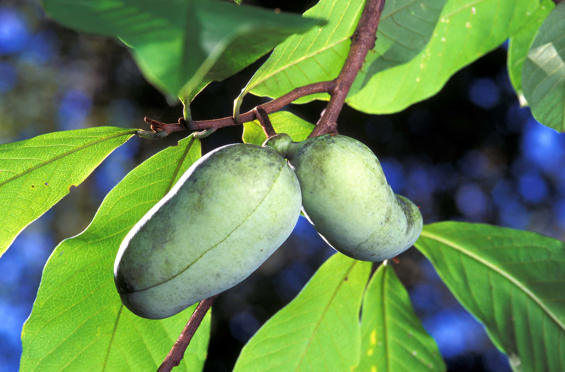 Pawpaw Fruit On Tree