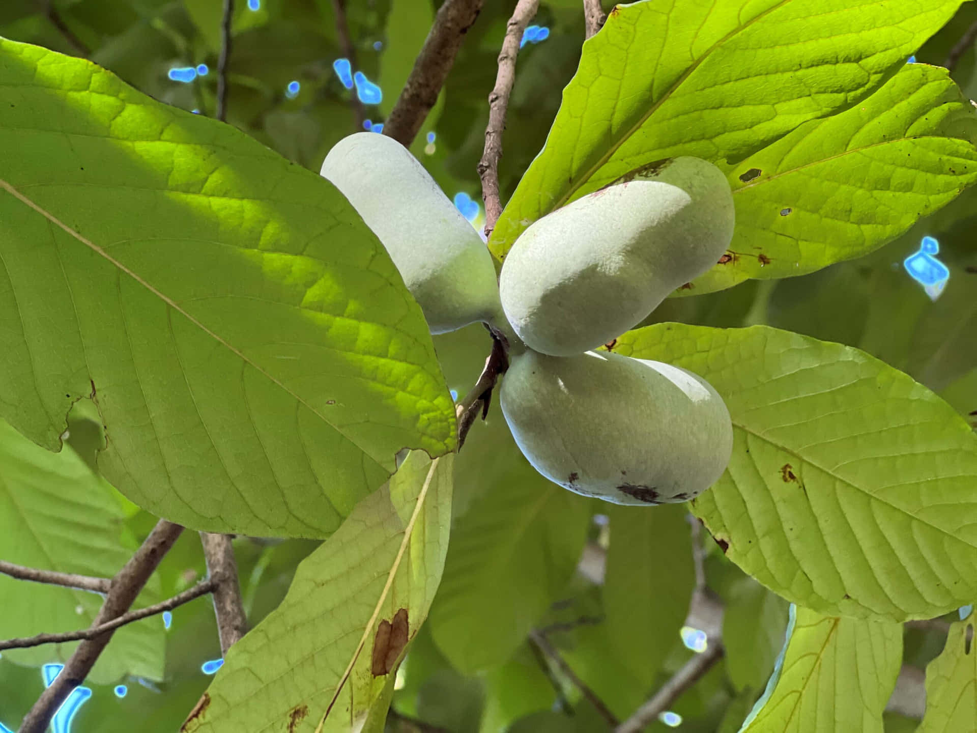 Pawpaw Fruiton Tree