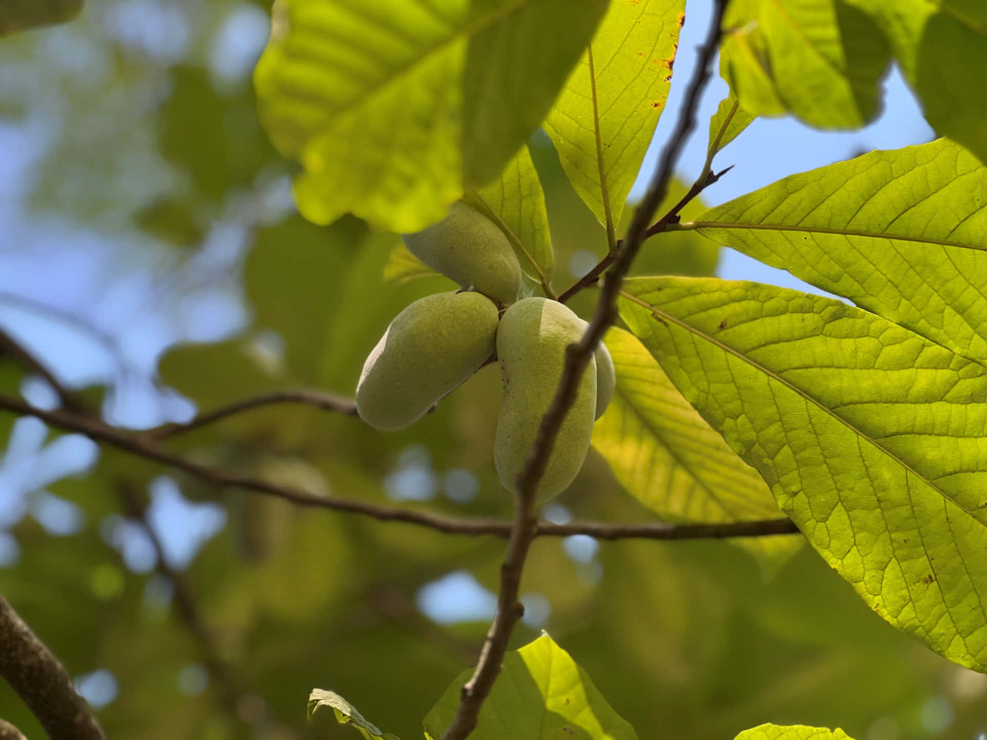 Pawpaw Fruiton Tree