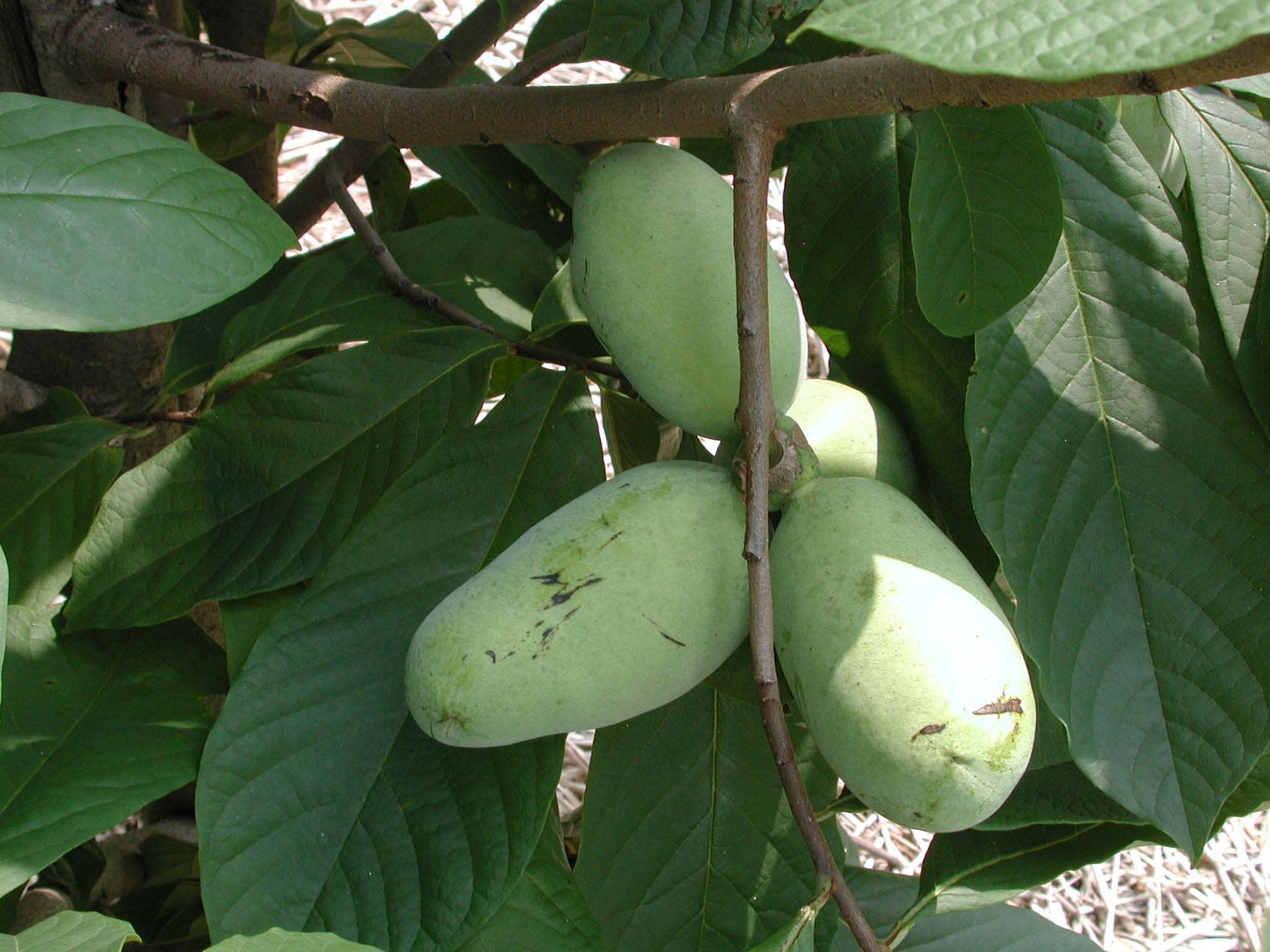 Pawpaw Gorgeous Fruit Tree Background