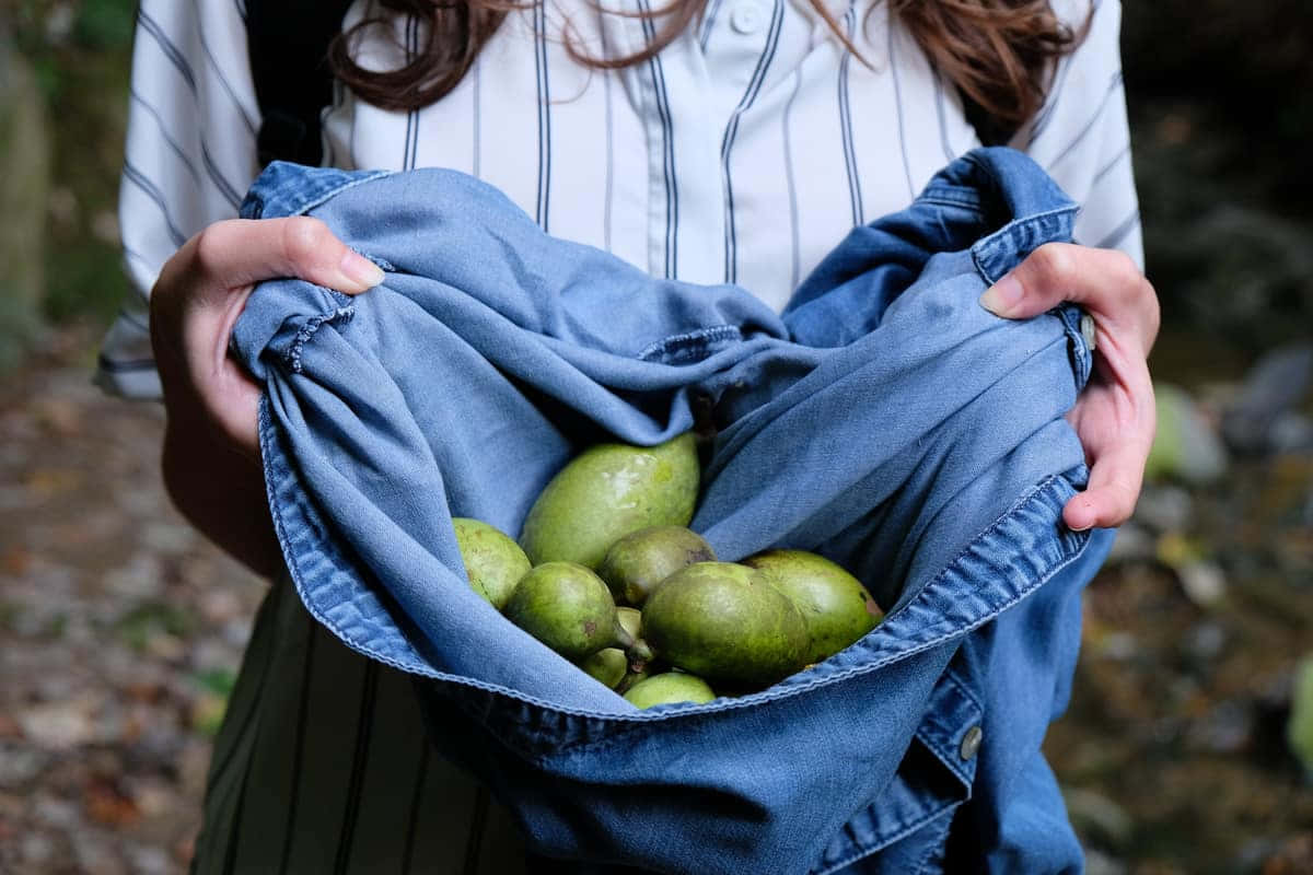 Pawpaw Harvest Apron Fullof Fruit