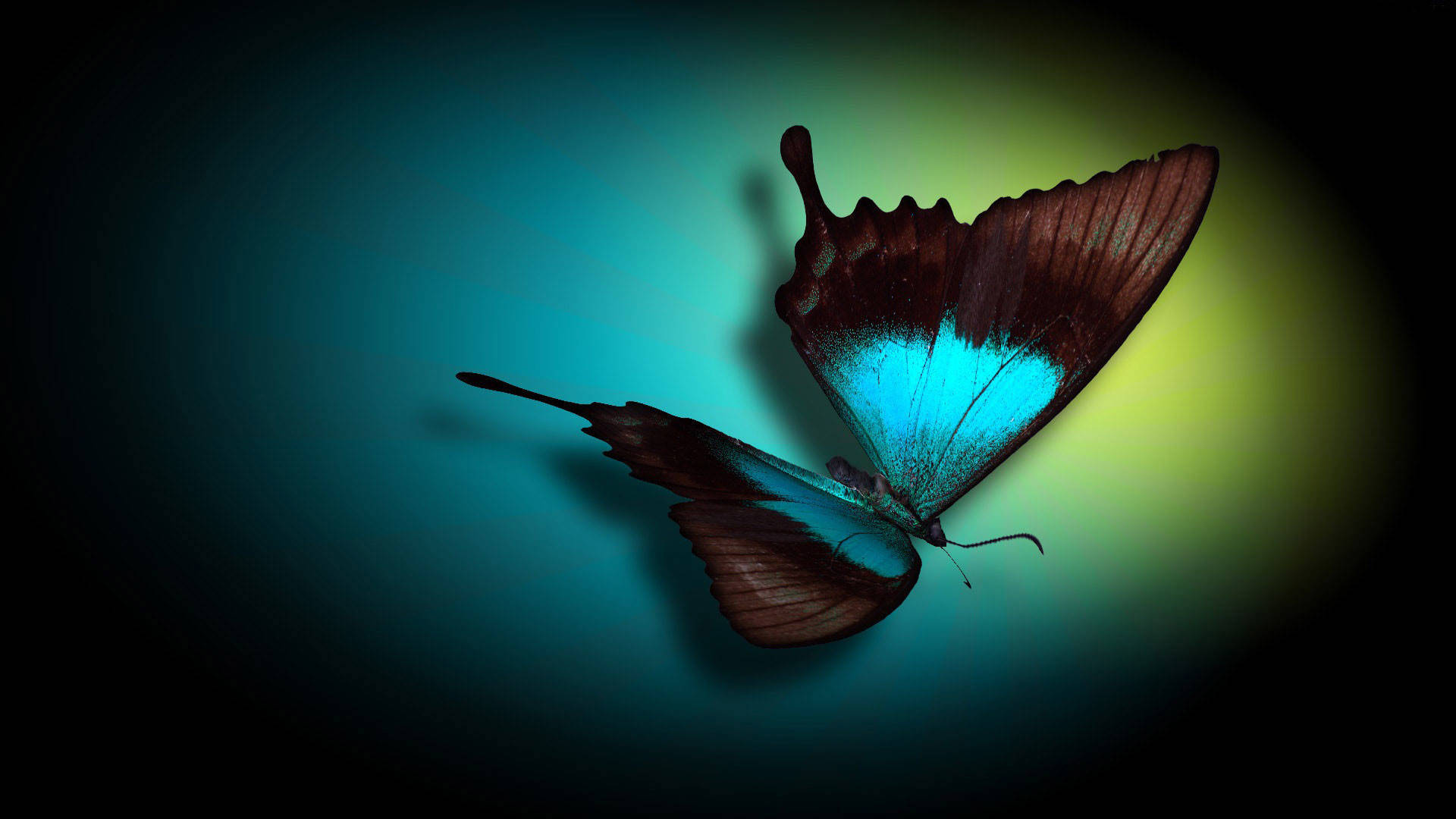 Pc Computer Desktop Butterfly Background