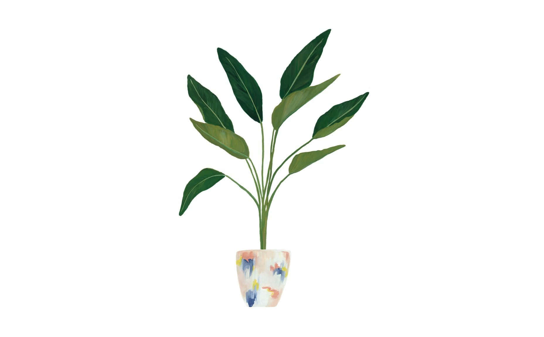 Peace Lilly Tacoma Minimalist Plant Desktop Background