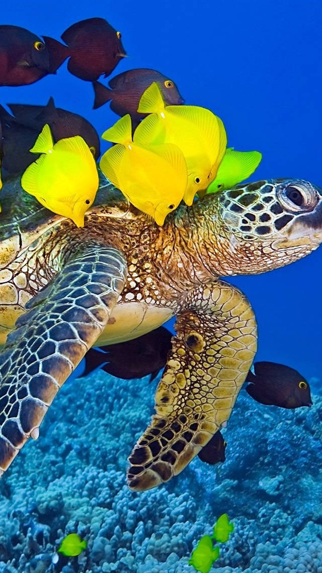 Peaceful And Majestic - A Sea Turtle Swims Below The Crystal Clear Ocean Background