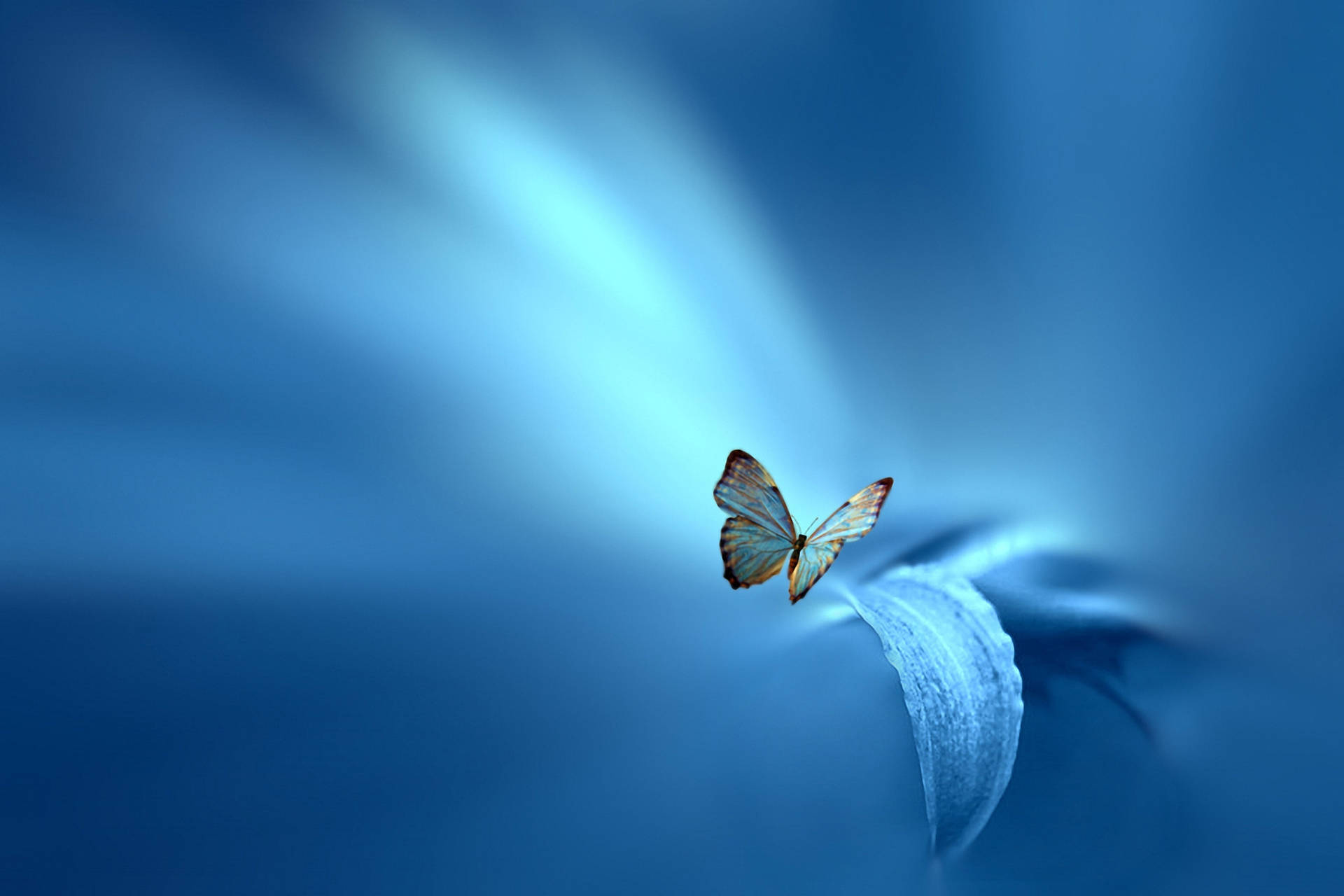 Peaceful Blue Butterfly Background