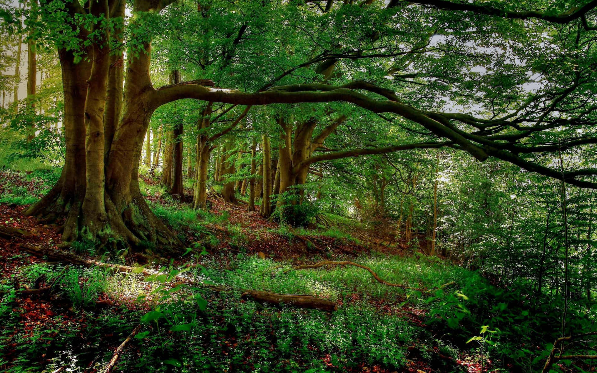 “peaceful Forest Desktop Background” Background