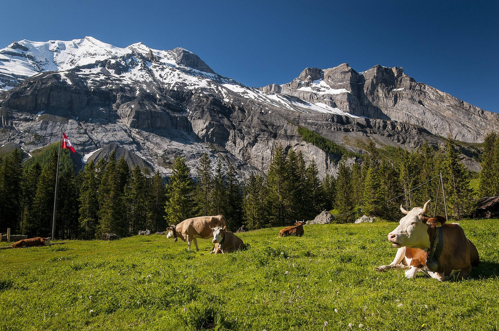 Peaceful Grazing In The Swiss Alps Background