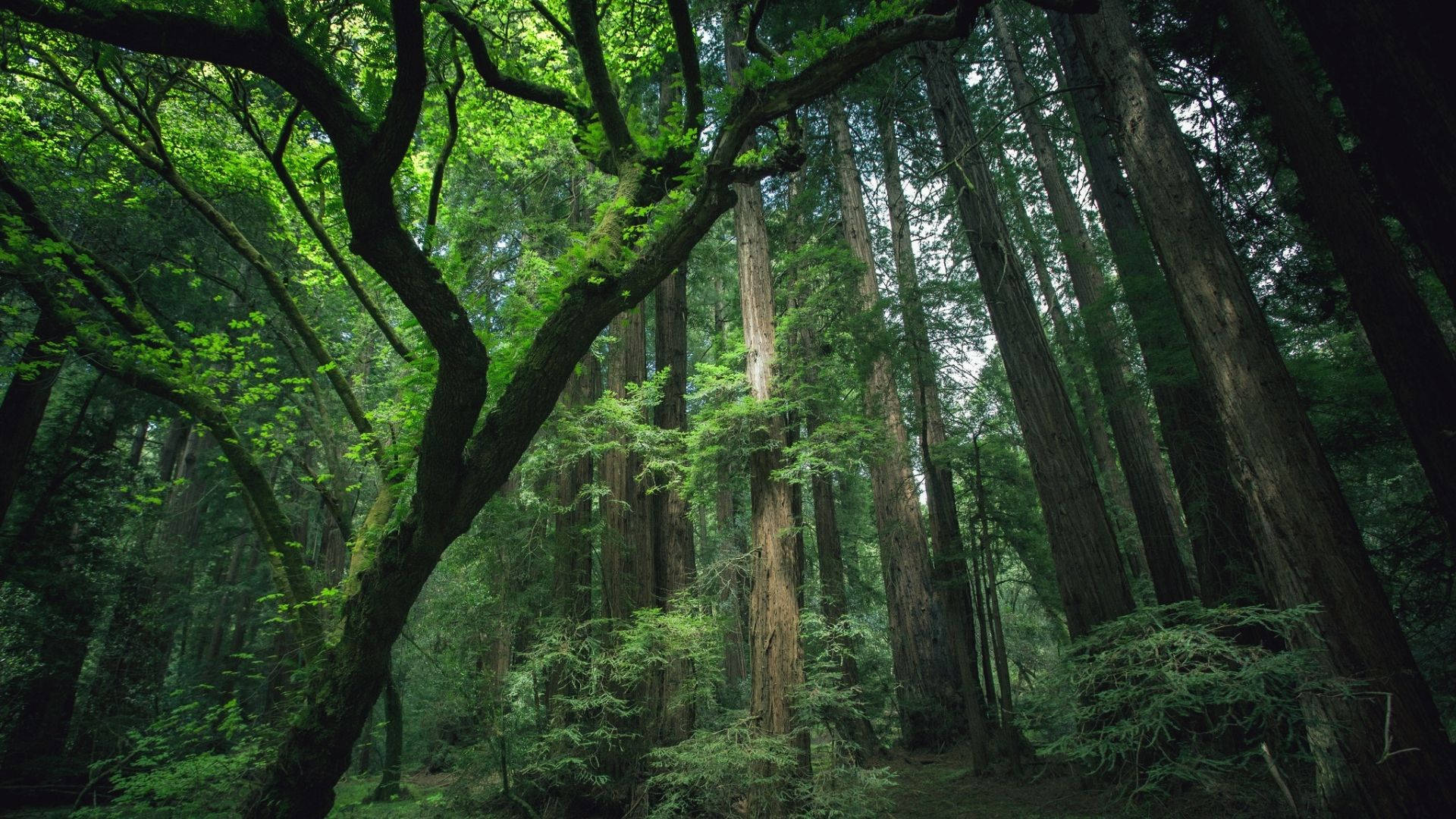 Peaceful Green Redwood Forest Background