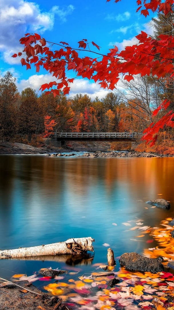 Peaceful Lake With Maples Leaves Background