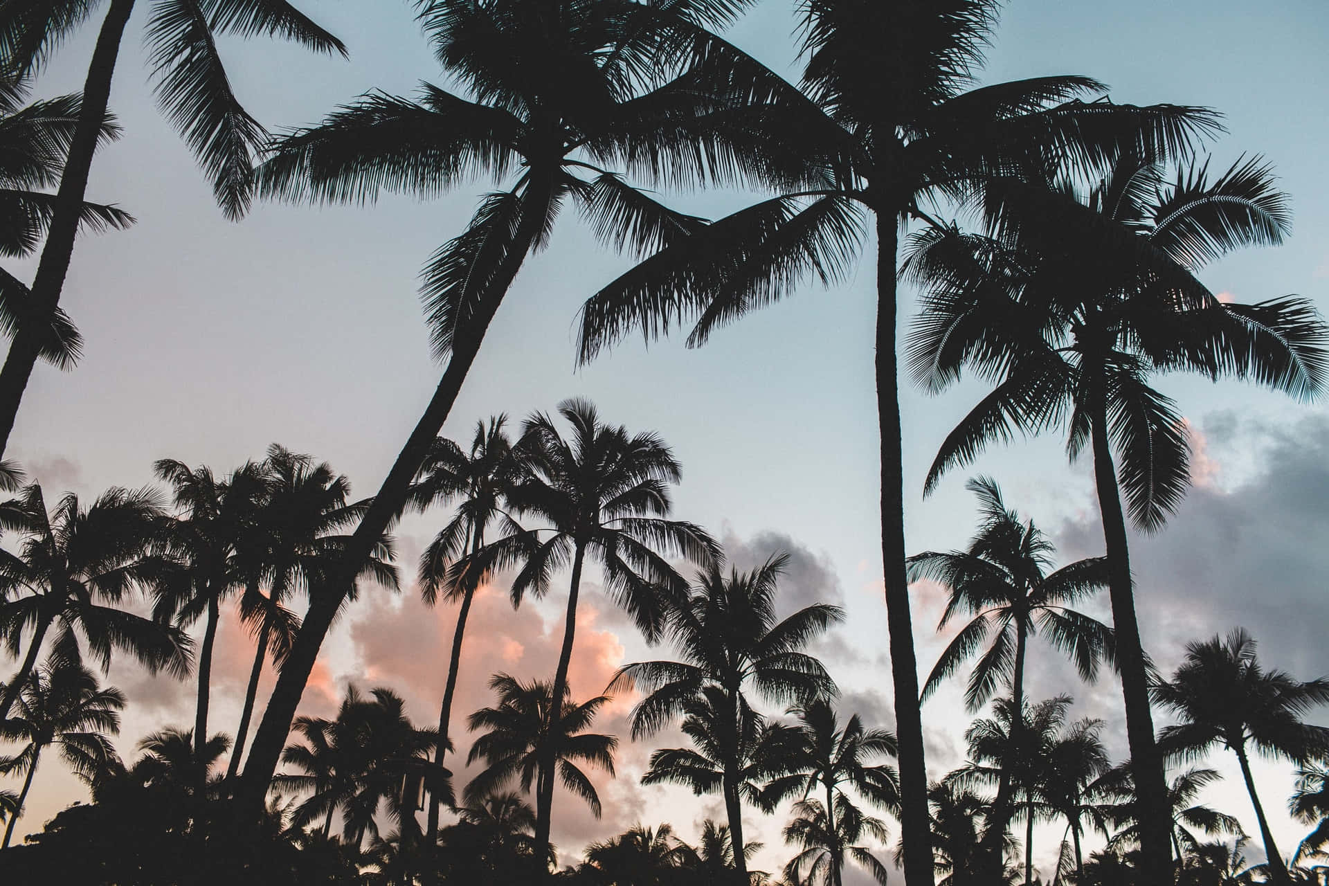 Peaceful Landscapes Of Blue Ocean And Lush Palm Trees Background
