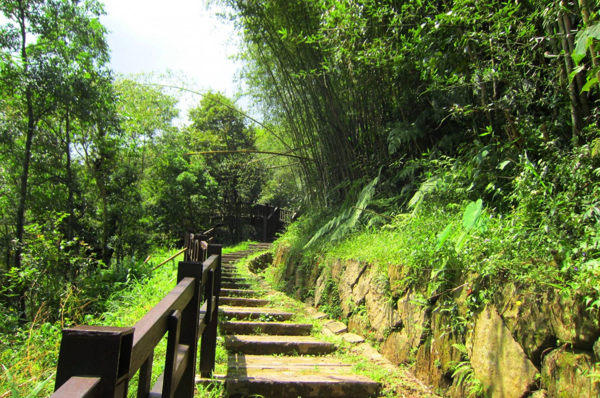 Peaceful Moments In Bamboo Forest