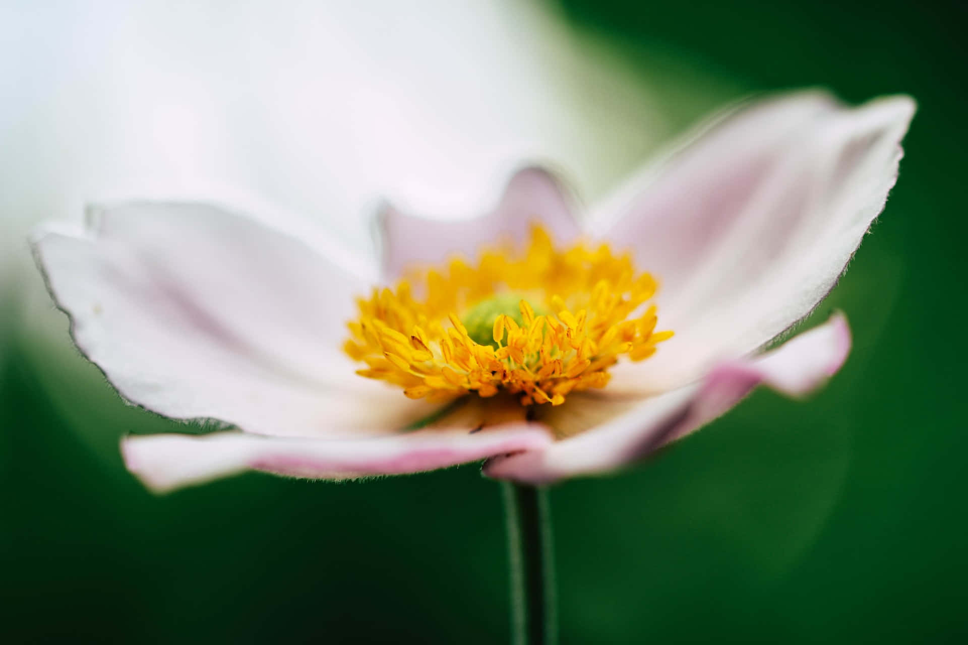 Peaceful Relaxing Flower Details Background